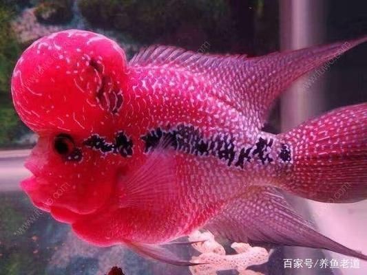 魚缸溫差控制方法：如何自然調(diào)節(jié)魚缸水溫 魚缸溫差控制方法：如何自然調(diào)節(jié)魚缸水溫 魚缸百科 第5張