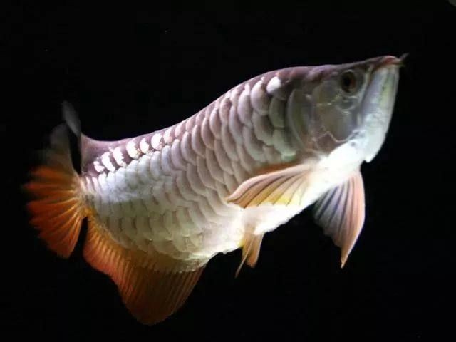 龍魚得了腸炎怎么辦啊：龍魚腸炎是一種常見的疾病，其治療方法及其相應(yīng)的治療方法 龍魚得了腸炎怎么辦啊：龍魚腸炎是一種常見的疾病，其治療方法及其相應(yīng)的治療方法 龍魚百科 第4張