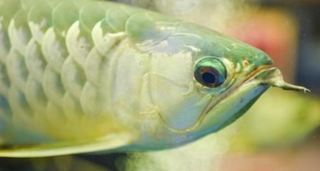 龍魚魚缸造浪泵位置 龍魚百科 第5張 龍魚魚缸造浪泵位置 龍魚魚缸造浪泵位置 龍魚百科 第5張