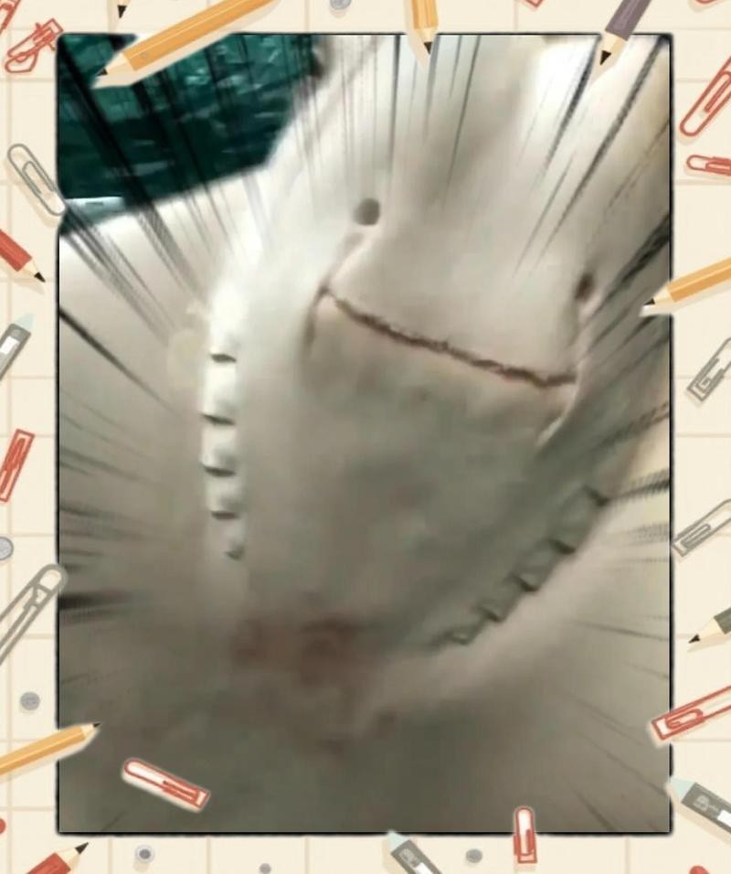 頂級白子魟魚