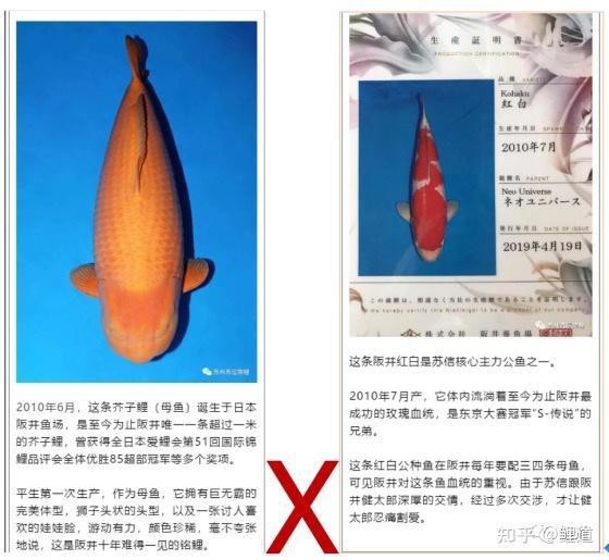 四大芥子錦鯉哪四種