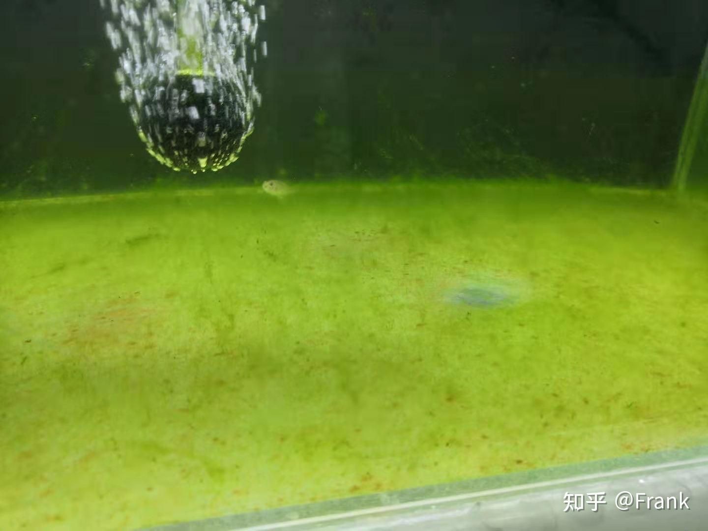 魚缸怎么除綠藻 知乎（魚缸怎么除綠藻） 魚缸怎么除綠藻 知乎（魚缸怎么除綠藻） 魚缸百科 第4張