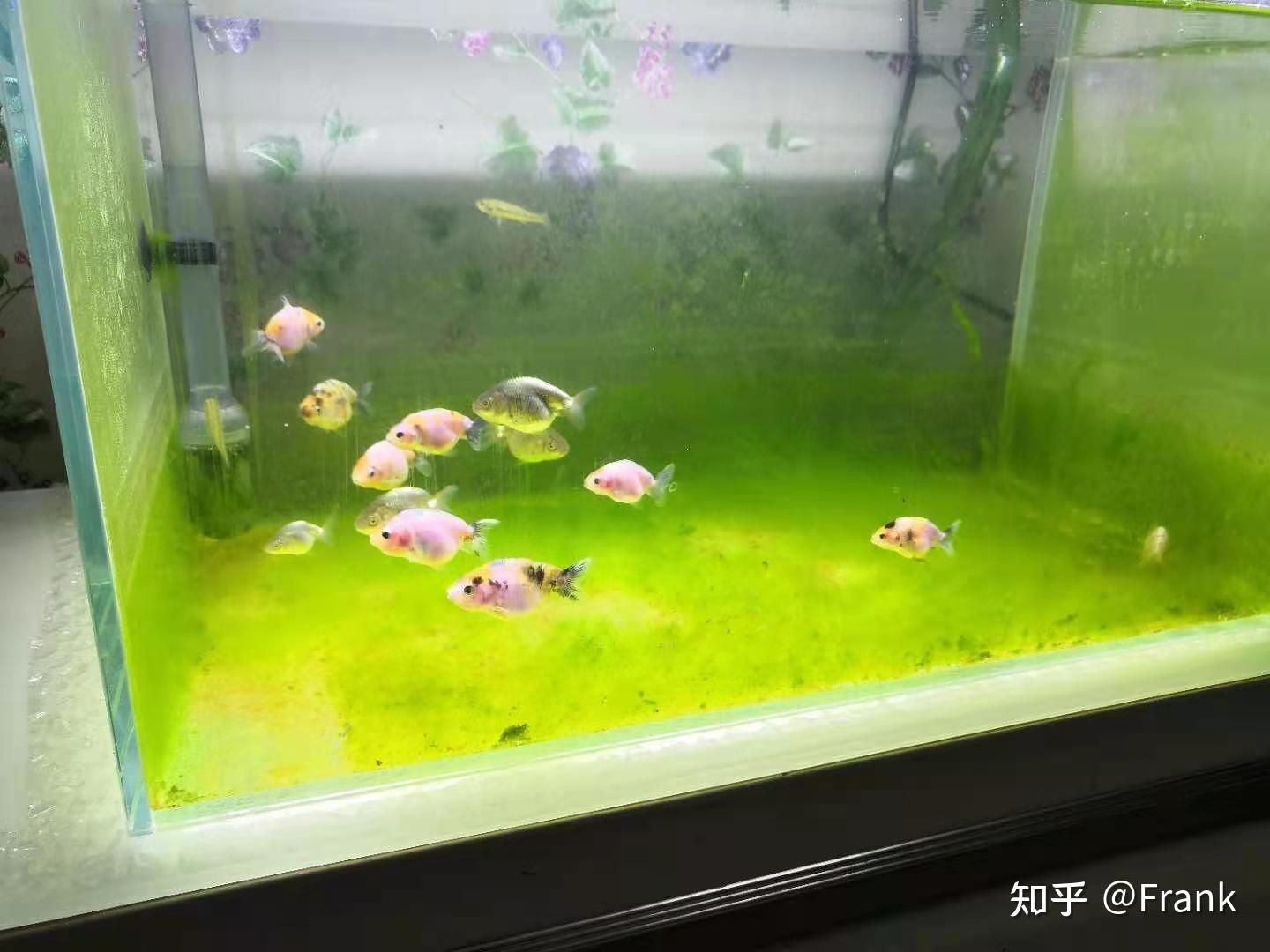 魚缸怎么除綠藻 知乎（魚缸怎么除綠藻） 魚缸怎么除綠藻 知乎（魚缸怎么除綠藻） 魚缸百科 第3張