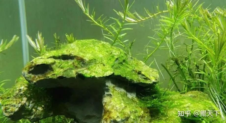 魚缸怎么除綠藻 知乎（魚缸怎么除綠藻） 魚缸怎么除綠藻 知乎（魚缸怎么除綠藻） 魚缸百科 第5張