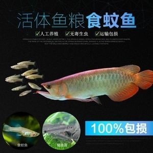 龍魚吃食蚊魚嗎：龍魚可以吃食蚊魚嗎