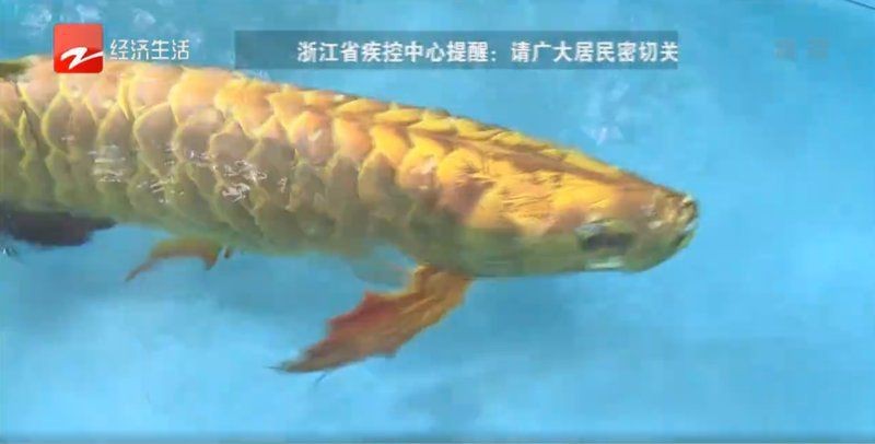 觀賞仿真魚 觀賞仿真魚 龍魚論壇 第3張