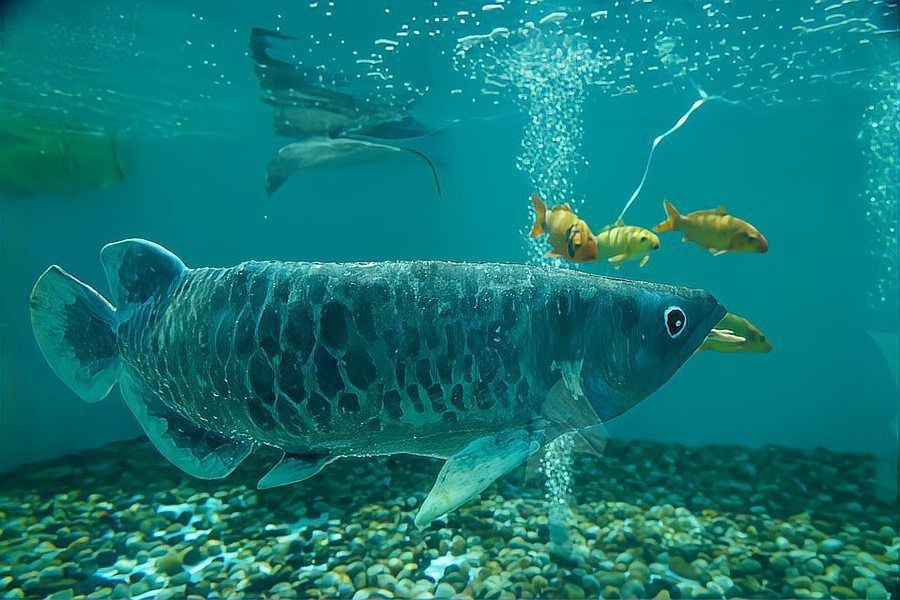 觀賞仿真魚 觀賞仿真魚 龍魚論壇 第1張