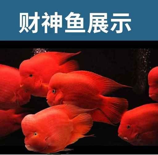 紅財(cái)神魚圖片原圖 龍魚論壇 第8張 紅財(cái)神魚圖片原圖 紅財(cái)神魚圖片原圖 龍魚論壇 第8張