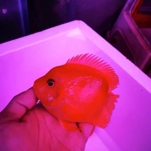 紅財(cái)神魚圖片原圖 龍魚論壇 第10張 紅財(cái)神魚圖片原圖 紅財(cái)神魚圖片原圖 龍魚論壇 第10張