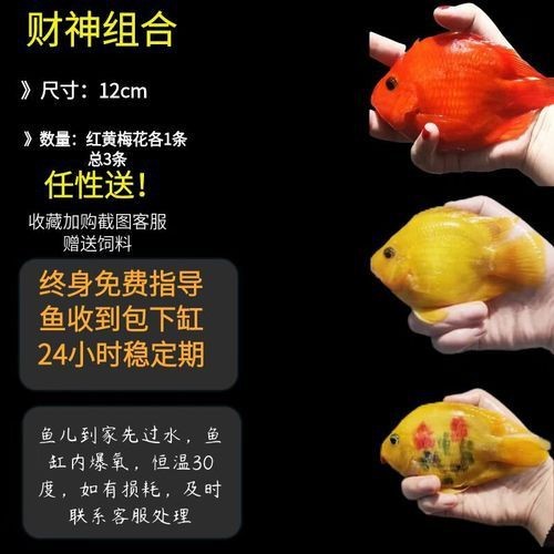 紅財(cái)神魚圖片原圖 龍魚論壇 第17張 紅財(cái)神魚圖片原圖 紅財(cái)神魚圖片原圖 龍魚論壇 第17張