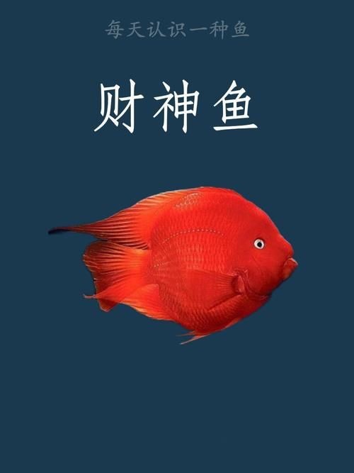 紅財(cái)神魚圖片原圖 龍魚論壇 第14張 紅財(cái)神魚圖片原圖 紅財(cái)神魚圖片原圖 龍魚論壇 第14張