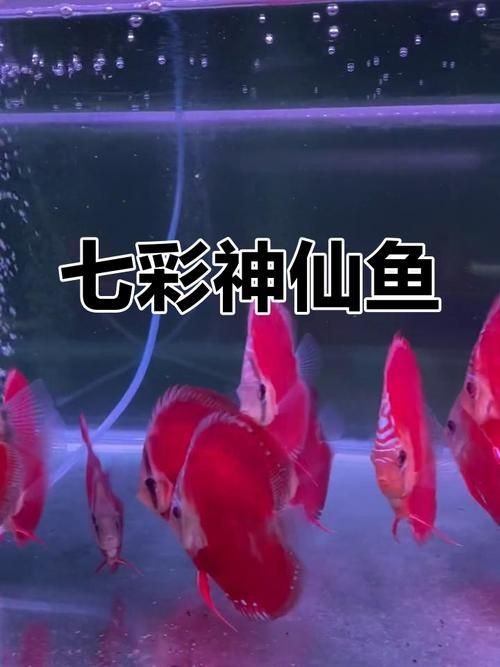 紅財(cái)神魚圖片原圖 龍魚論壇 第26張 紅財(cái)神魚圖片原圖 紅財(cái)神魚圖片原圖 龍魚論壇 第26張