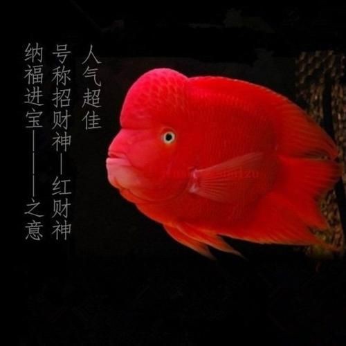 紅財(cái)神魚圖片原圖 龍魚論壇 第25張 紅財(cái)神魚圖片原圖 紅財(cái)神魚圖片原圖 龍魚論壇 第25張