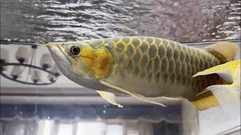 魚鰭恢復中