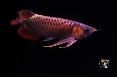 龍魚十天不喂可以嗎：龍魚十天不喂食可行嗎？