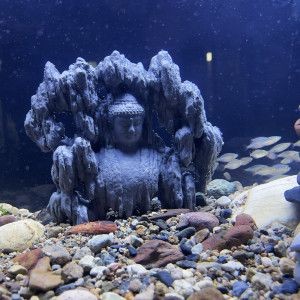 佛像魚缸造景需要注意造景原則、底砂選擇、風水講究以及安全注意事項：佛像魚缸造景需要注意什么？