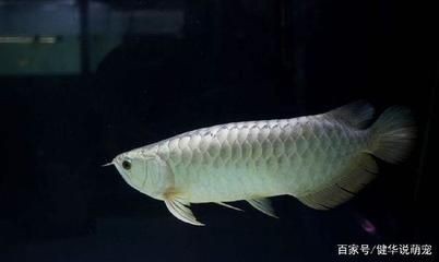 <strong><mark>梁山</mark></strong>魚王水族店（<strong><mark>梁山</mark></strong>魚王水族店地址）