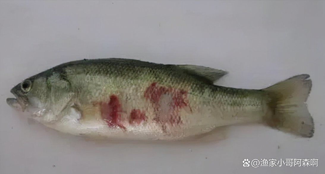 魚塘水霉病怎么治最快