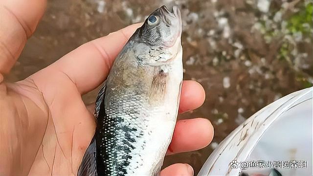 魚塘水霉病怎么治最快
