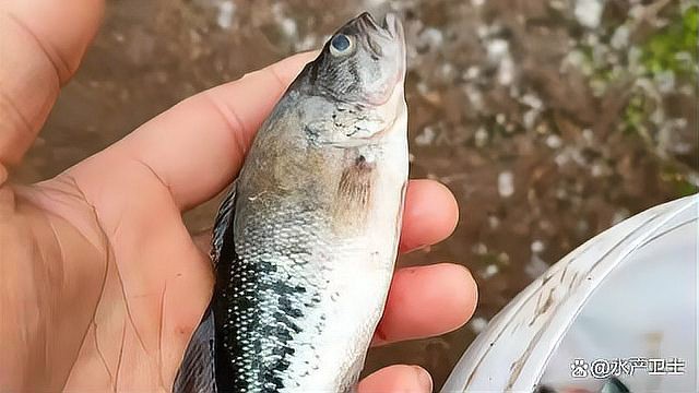 魚塘水霉病怎么治最快