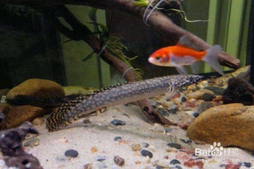 涿州市大自然水族館（涿州市大自然水族館電話）