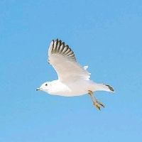 花斑魚是海魚還是淡水魚 花斑魚是海魚還是淡水魚 龍魚論壇 第4張