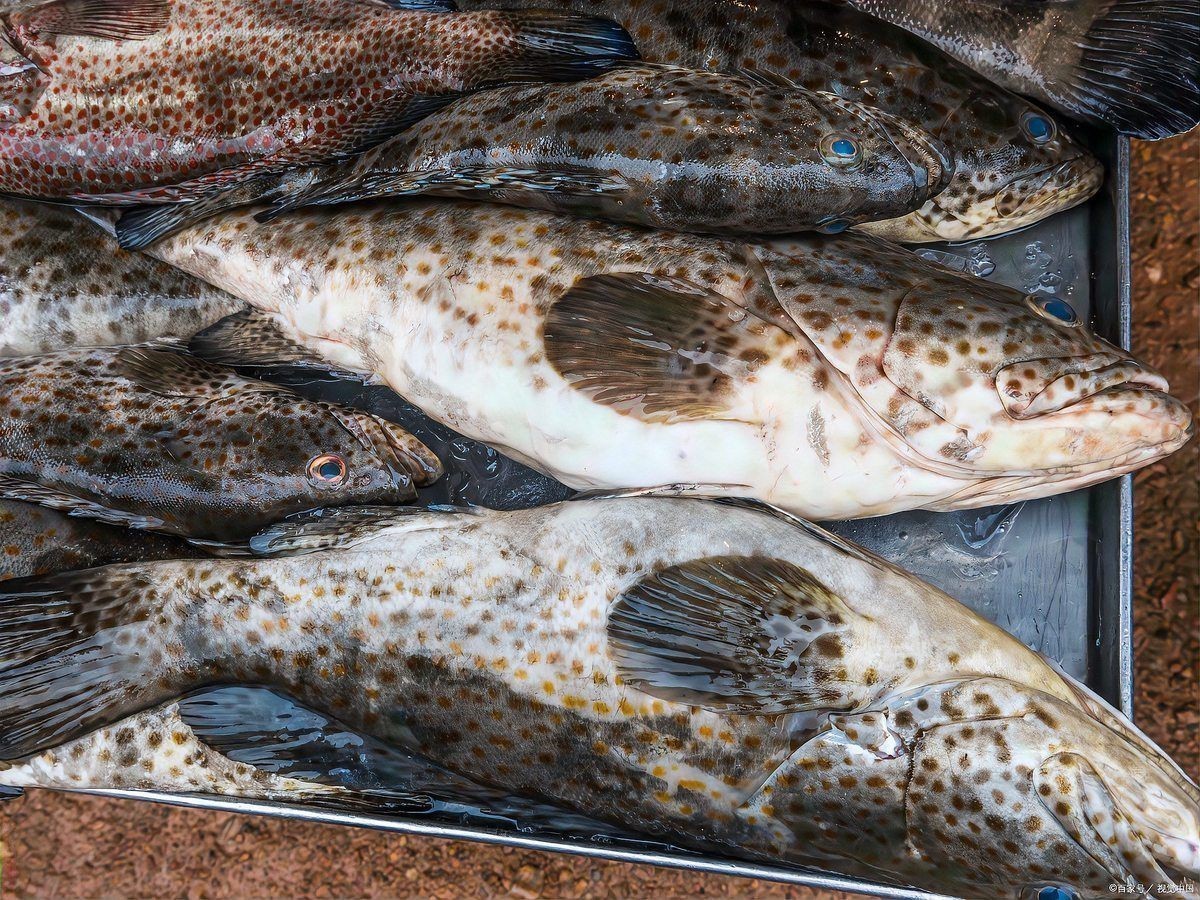 花斑魚是海魚還是淡水魚 花斑魚是海魚還是淡水魚 龍魚論壇 第5張