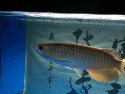 寶石龍魚和金龍魚區別：寶石龍魚和金龍魚和金龍魚的區別是什么區別是什么