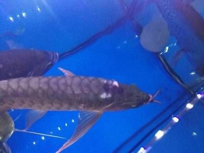 紅龍魚突然總是撞缸【如何防止紅龍魚撞缸】