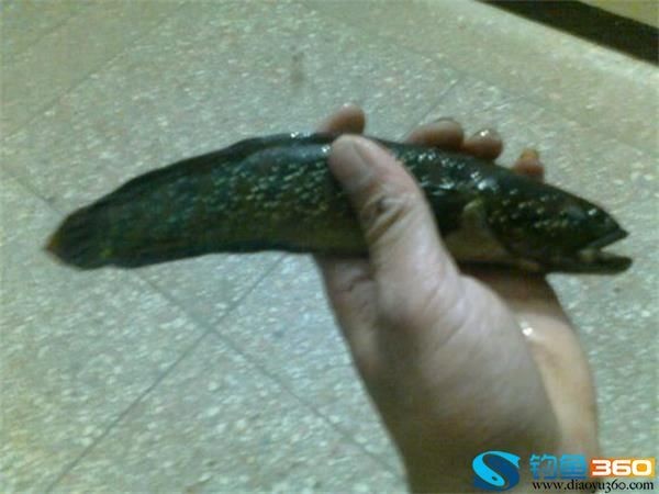 彩虹雷龍和七星魚有什么區(qū)別，：彩虹雷龍和七星魚有什么區(qū)別呢？