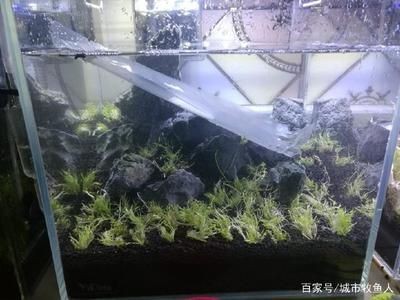 魚缸水位管理的重要性：缸內無管件魚缸加水的最佳位置應該是底部 魚缸水位管理的重要性：缸內無管件魚缸加水的最佳位置應該是底部 魚缸百科 第3張