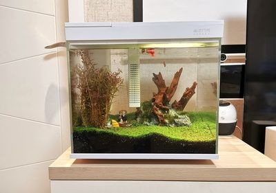 魚缸水位管理的重要性:缸內無管件魚缸加水的最佳位置應該是底部 魚缸百科 第4張 魚缸水位管理的重要性:缸內無管件魚缸加水的最佳位置應該是底部 魚缸水位管理的重要性:缸內無管件魚缸加水的最佳位置應該是底部 魚缸百科 第4張