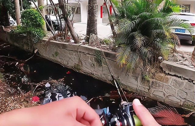 鬼王雷龍魚的市場價格是多少？