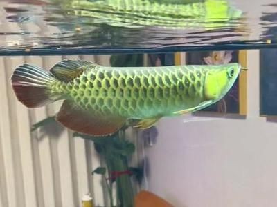 龍魚經常空咬：龍魚經常空咬可能由多種因素引起龍魚張嘴空咬的原因及處理方法