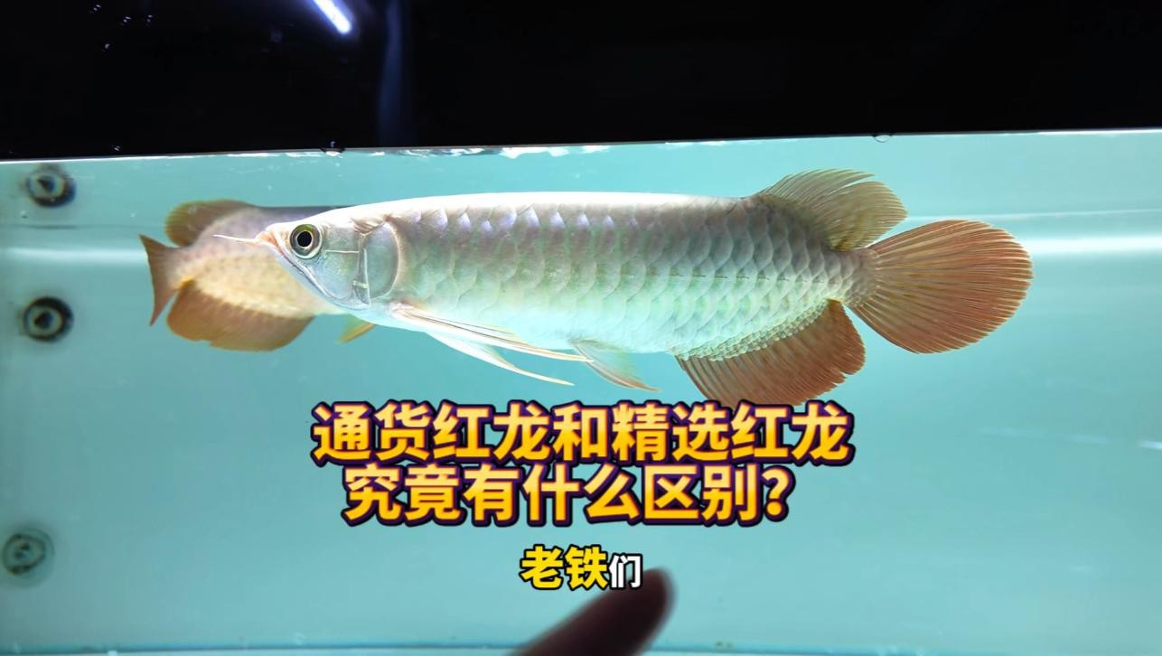 道荷紅龍魚有哪些品種
