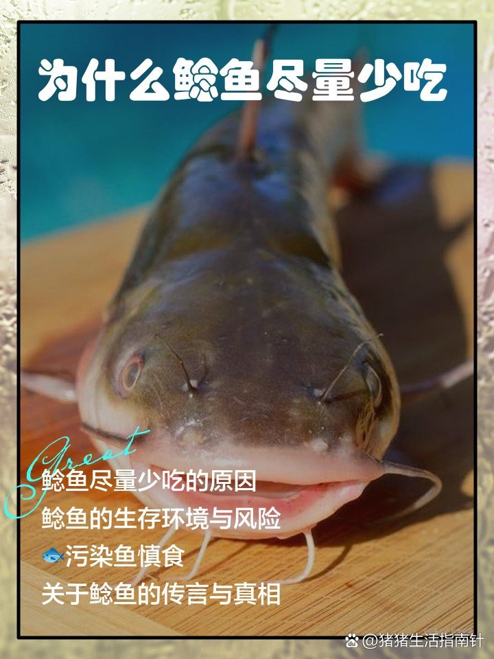 鯰胡子魚為何盡量少吃