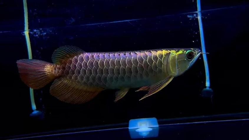 祥龍魚場(chǎng)的高端龍魚有哪些？