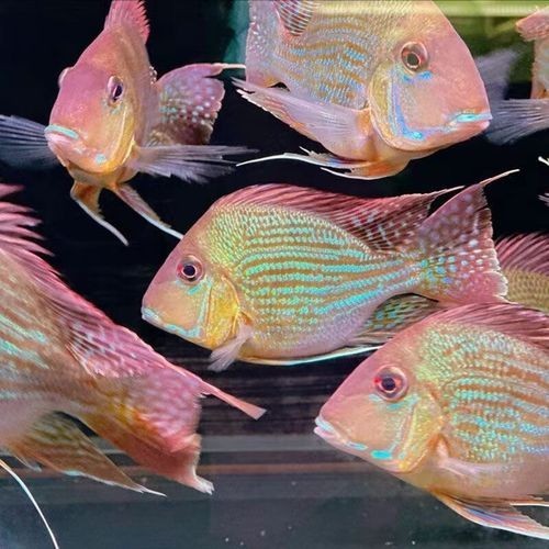 祥龍魚場的高端龍魚有哪些？