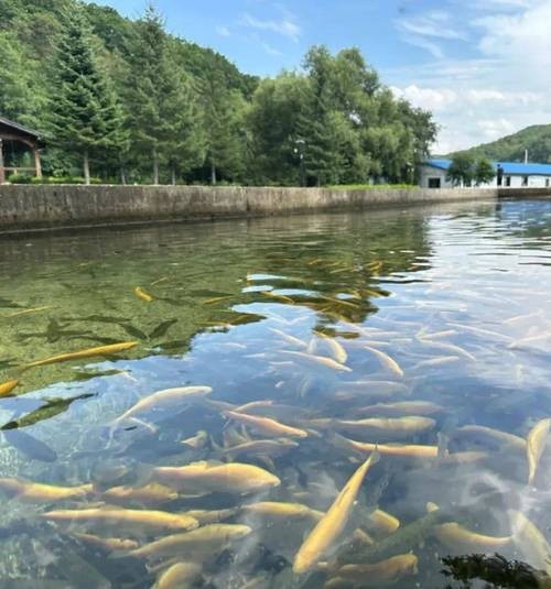 如何辨別龍魚漁場的優劣？