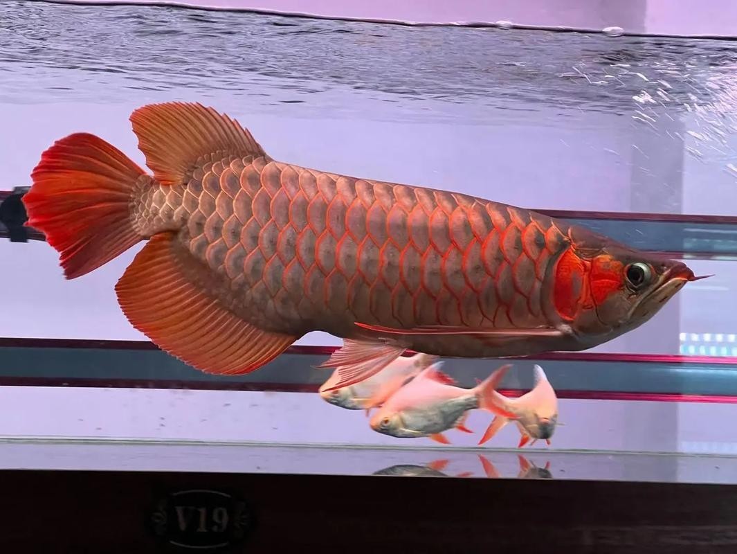 如何辨別龍魚漁場的優劣？