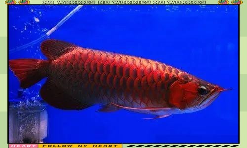 如何辨別龍魚漁場的優劣？