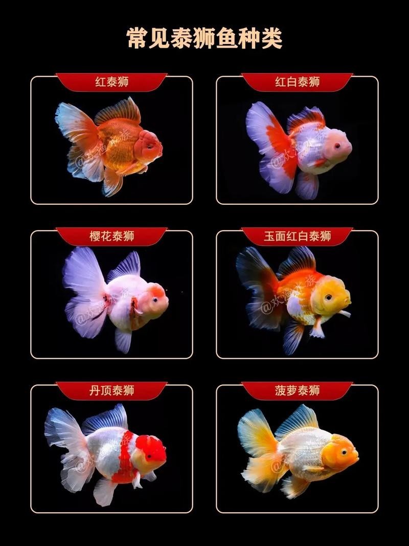 福州飛藝的金魚(yú)有何特色？