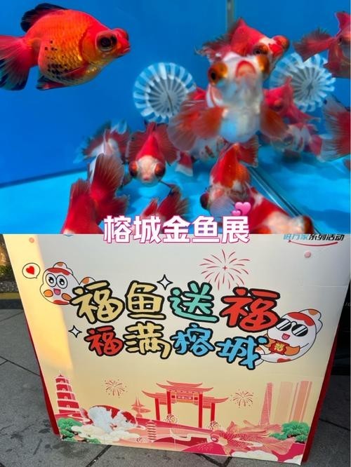 福州飛藝的金魚有何特色？