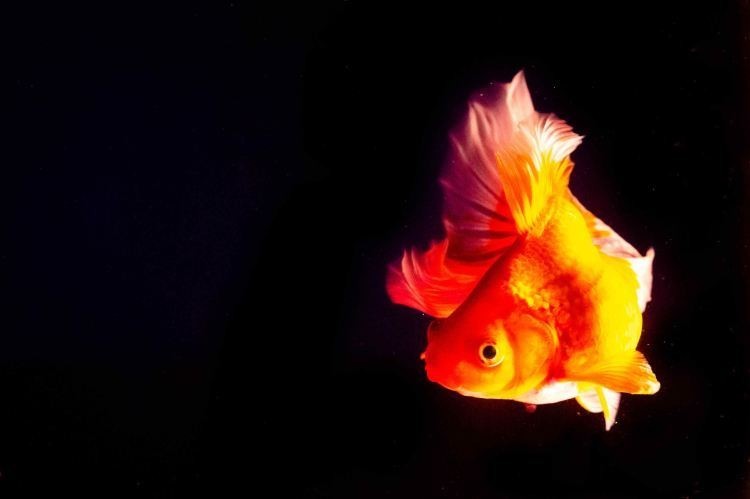 福州飛藝的金魚有何特色？