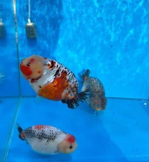 福州飛藝的金魚有何特色？