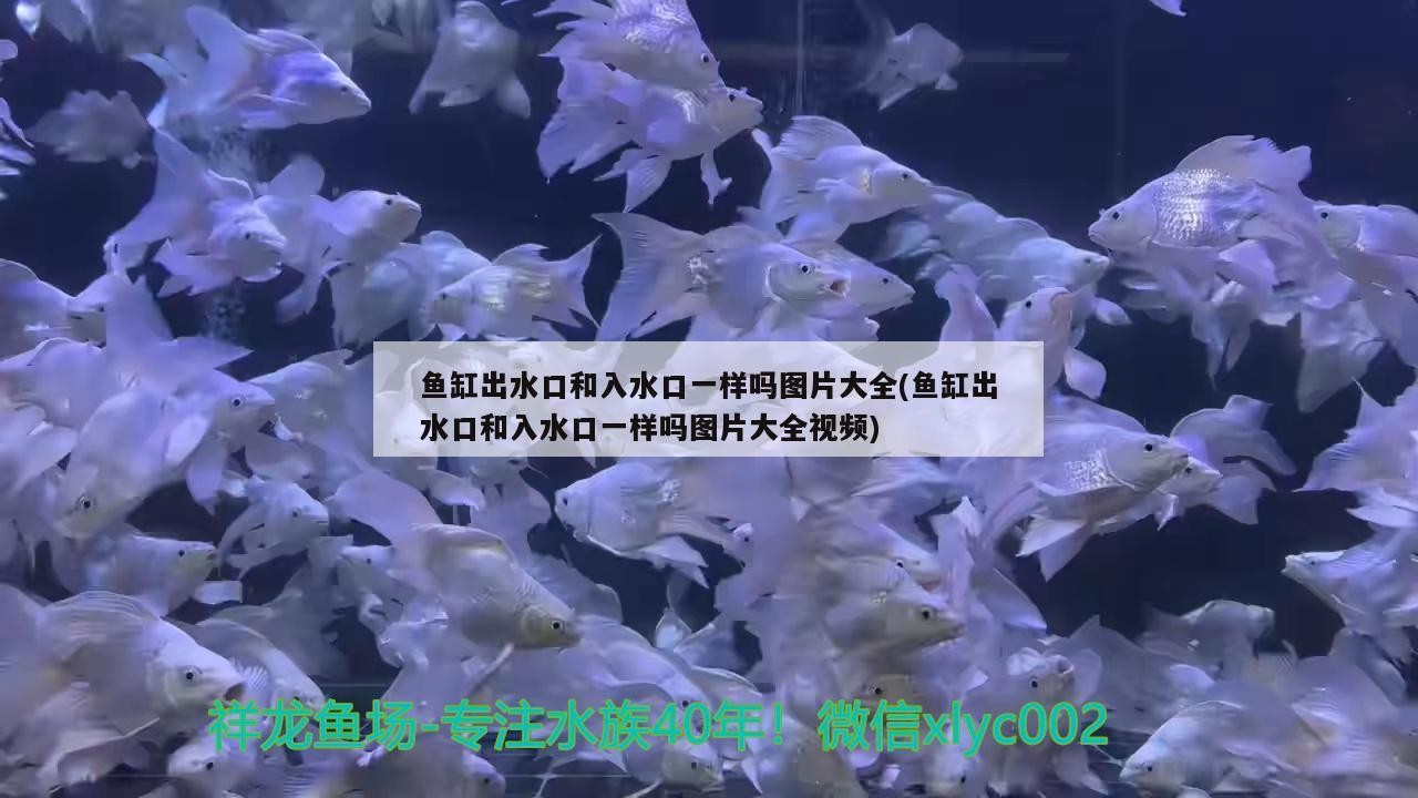 銀龍魚做法大全家常竅門（銀龍魚的吃法） 銀龍魚做法大全家常竅門（銀龍魚的吃法） 銀龍魚百科 第3張
