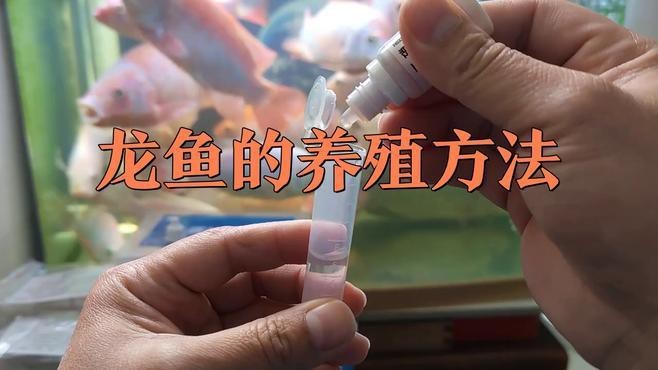 風水龍魚的最佳飼養環境