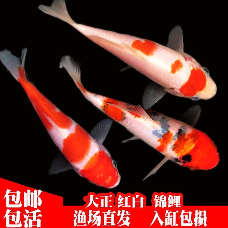 廣州魚市哪個商家信譽(yù)最好？