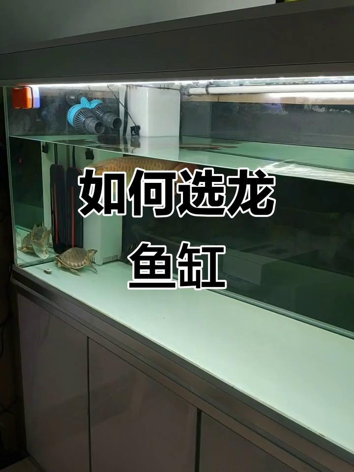 如何選擇適合龍魚的魚缸品牌？