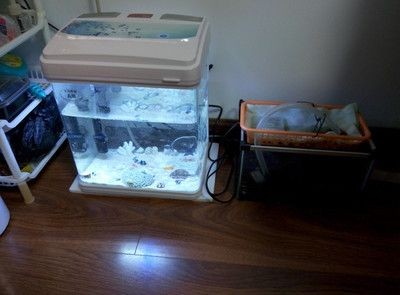 海沙是否可以放入魚缸，如何正確使用？：海沙可以放入魚缸嗎
